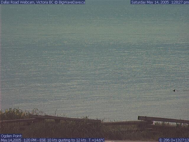 SOMETHING swimming .... this frame caught my attention, the next was cool, but didn't save
