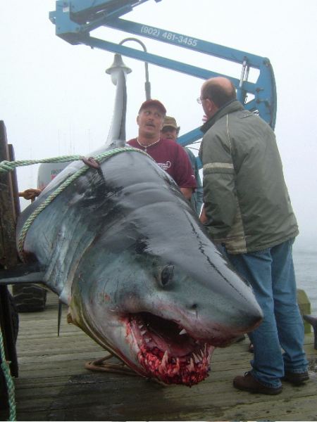 True Recent Photo Of Shark caught off South Vancouver Island 
from a commercial Fisherman.
Happy Surfing""
