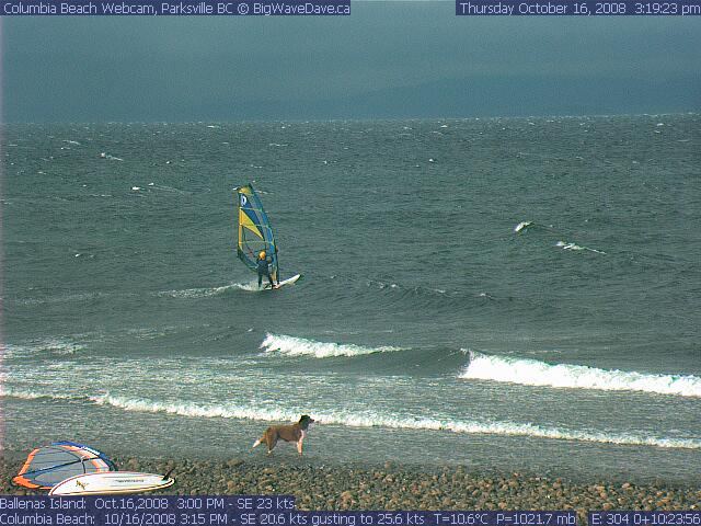 Jellyfish all over the place
