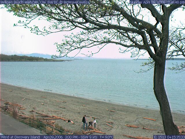 The After Pruning, just prior to big game & fort construction
