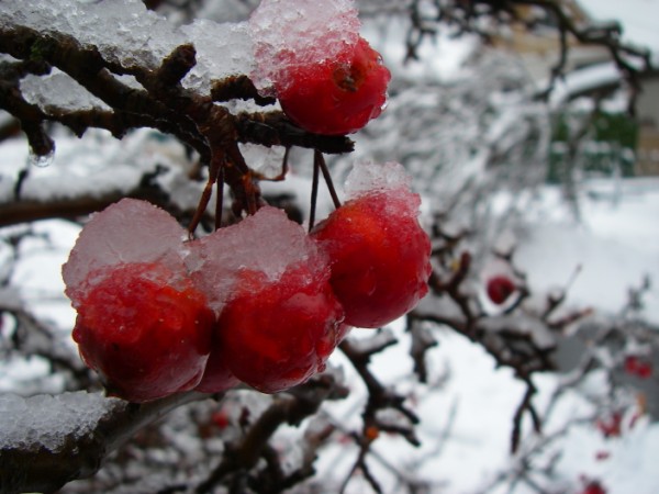 Closer
Of fallen tree on Chapman.
