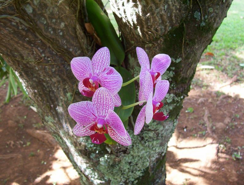 Epiphyte Orchids
