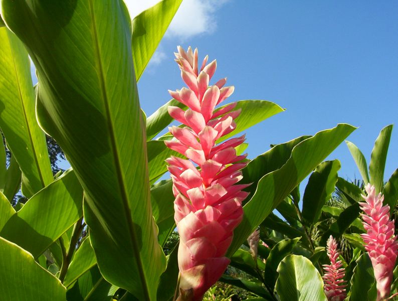 Hawaiin Ginger
