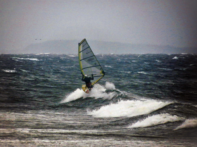 Headed into Udderland (Shaggy)
