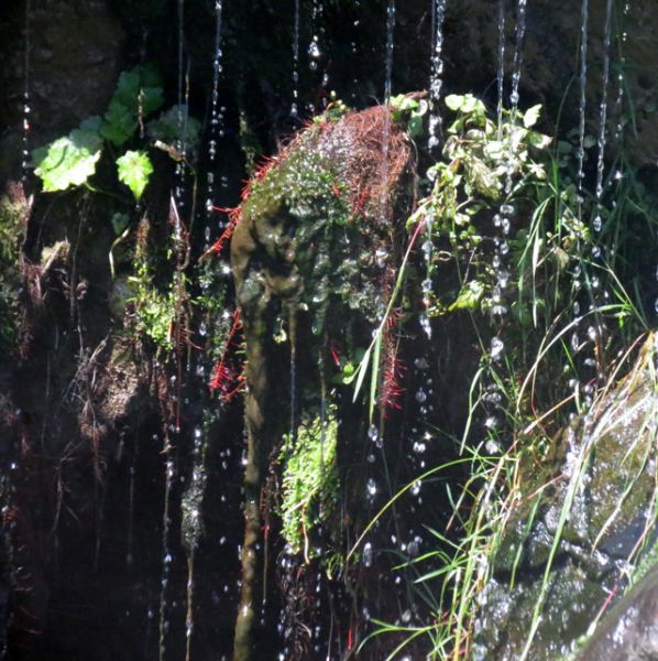 Oasis headwaters (at the Cape)
