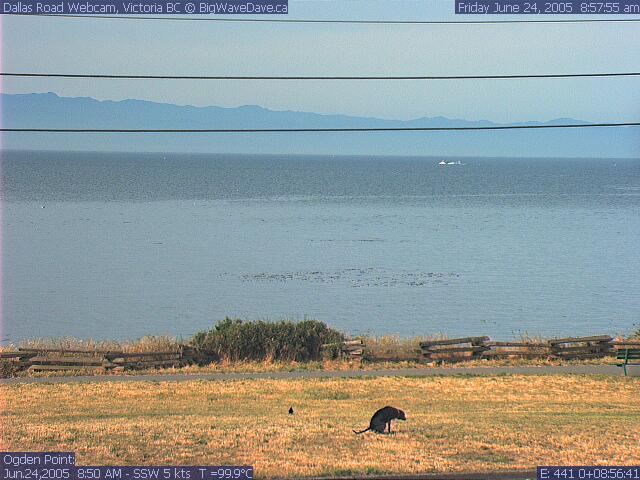 Beautiful summer day at Cook street
