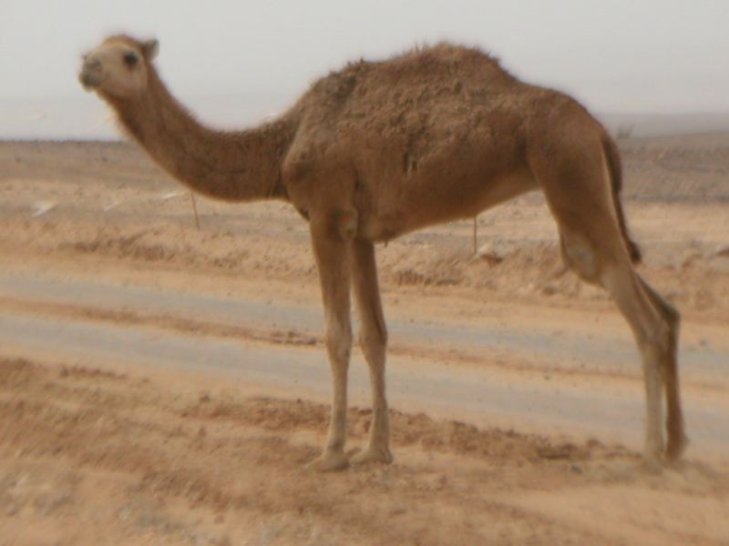 Marks new puppy
Mark is still away in Israel. But found a new puppy he wants to bring home. A little big for the plane I think
