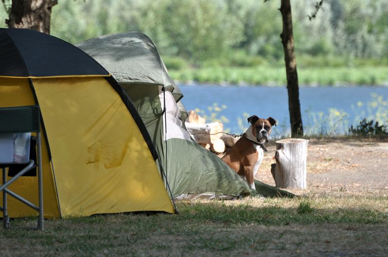 Tent trashing dog. Note the hole in the yellow tent. Campsite entertainment. I hope he's ok. I don't imagine the owner was too happy when he returned.
