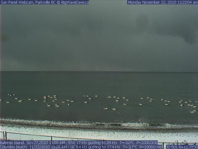 Snow and snow geese?
