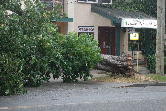 Monster Monday
Cook Street carnage
