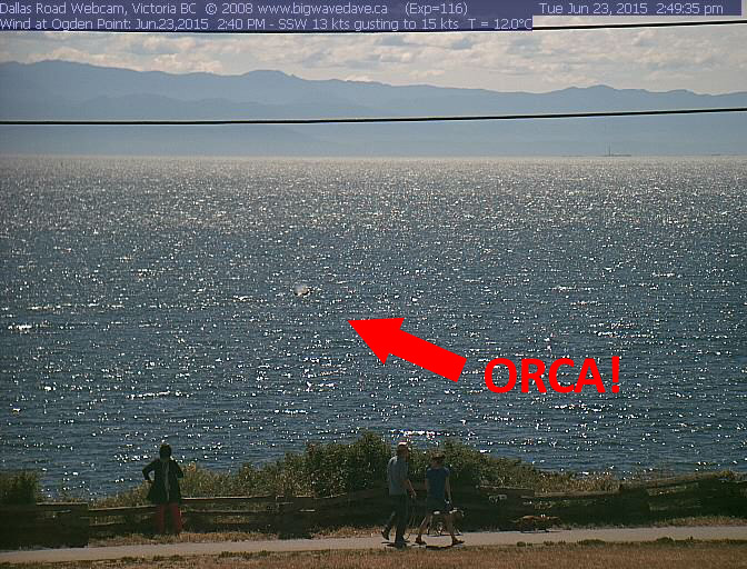 Killer whale off Dallas Road
If you have trouble spotting the Orca, just look for the giant red arrow on the photo that is pointing to it. :)
